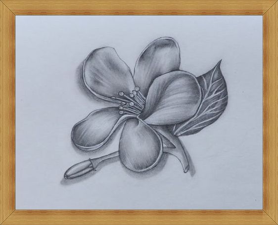 Gambar Sketsa Bunga Indah Mulai Dari Mawar Melati Anggrek Dan Lainnya Sosmedmu