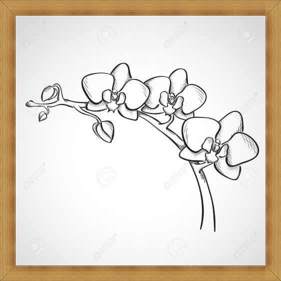 Gambar Sketsa  Bunga  Indah Mulai dari Mawar Melati 