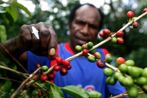 Perkebunan-Kopi-Wamena