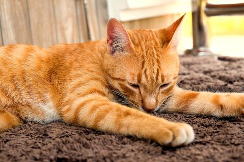 Karpet Kucing Karpet Kucing